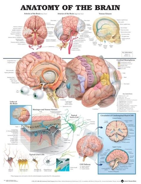 Anatomy Of The Brain Chart Adam Rouilly