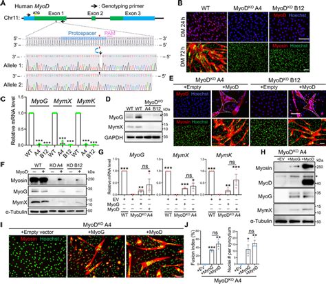 Deletion Of Myod Abolishes Human Myotube Formation A Myod Gene