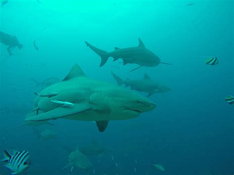 Bull shark | Carcharhinus leucas | Shark Database