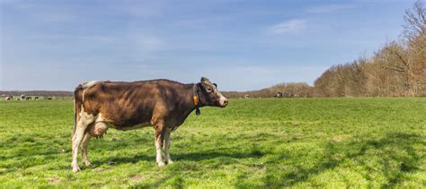 Roodbont Adobe Stock