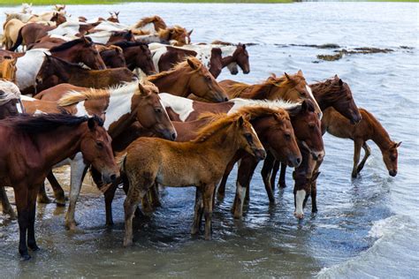 tips  visiting assateague island national seashore travelawaits