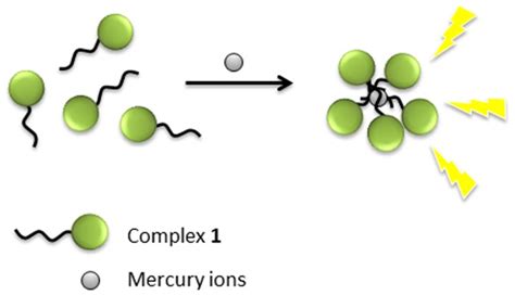 The Adsorption Of Hg2 Ions On The Hydrophobic Side Chains Induces