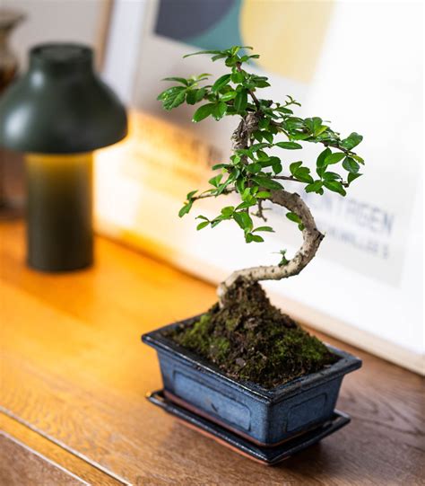 bonsai tree for beginner 2