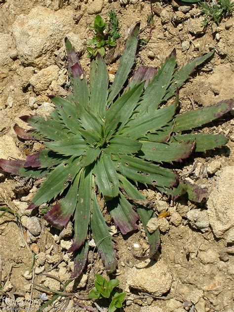 Género Plantago | Flora-On