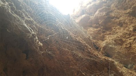 Spider Net Cave - Free photo on Pixabay - Pixabay