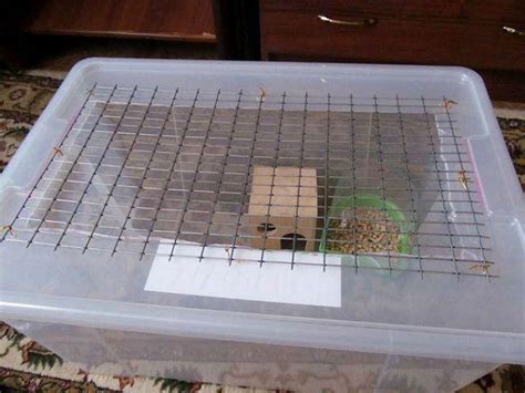 Аквариум и террариум для хомяков: плюсы и минусы, изготовление своими ...