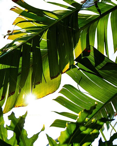 Tropical leaves – Pure Nature Australia