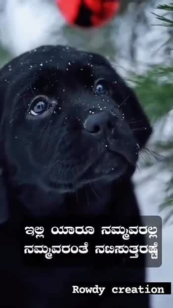 😍 ನನ್ನ ಸ್ಟೇಟಸ್ Videos • 𝄟≛⃝💕⎯꯭̽ᶦᶬ͢🌿⃝⃪ ⃝⃪🇸 ꪮ ꪀꪊ 🇳 ꪖ ꪗꪖ𝘬 ͜͡🕊 ͢ﮩﮩ٨ـ Rowdyb On Sharechat