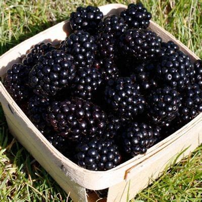 Создать мем "ежевика сорта, ежевика джамбо, ежевика" - Картинки - Meme ...