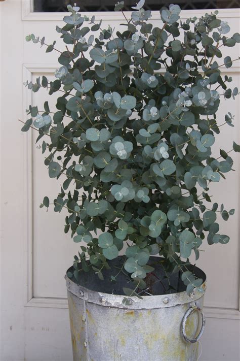 Eucalyptus absolutely love the smell! | CJ | Pinterest | Fast growing ...