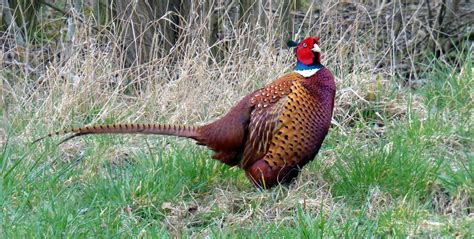 Free Images : bird, prairie, wildlife, colorful, fowl, fauna, plumage ...