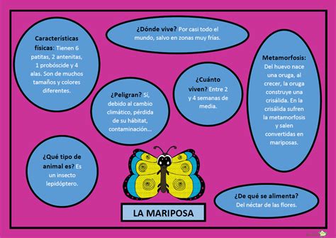 Infograf A Mariposa Informacion De Las Mariposas Informacion Sobre