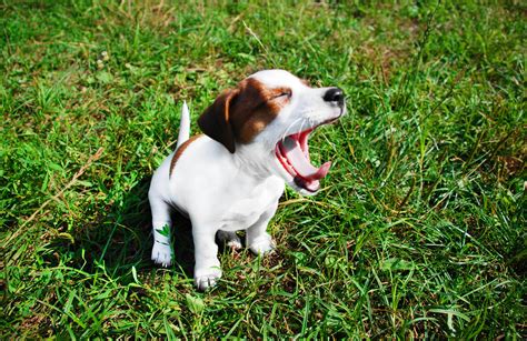 What Happens When A Dogs Trachea Collapses