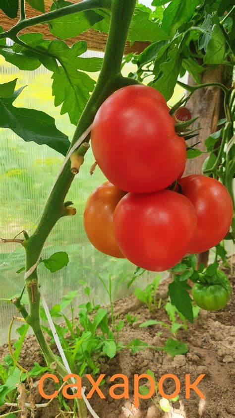 Томат Сахарок: описание сорта, ОТЗЫВЫ, фото | tomatland.ru