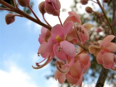 Cassia Grandis Pink Shower Tree Quinta Dos Ouriques