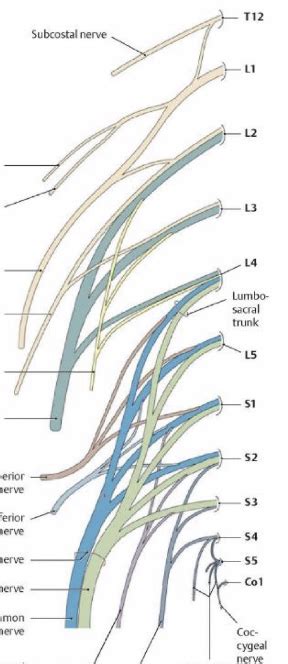 Lumbar Plexus Diagram Quizlet