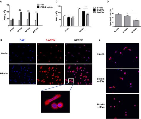 Frontiers Extracellular Vesicles Mediate Mesenchymal Stromal Cell