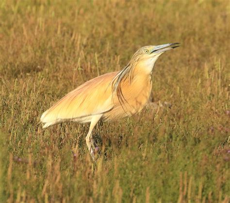 Squacco Heron Daniel Lombard Flickr