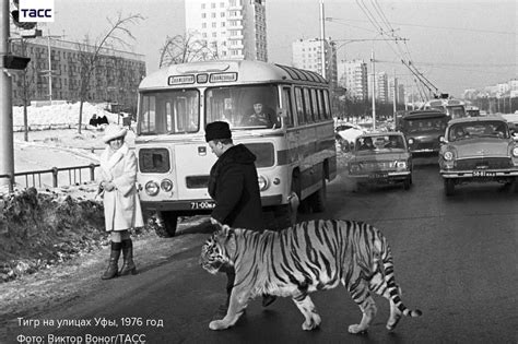 1976 - Башкирская АССР - Город Уфа - Тигр Тайфун - ... - Назад в СССР ...
