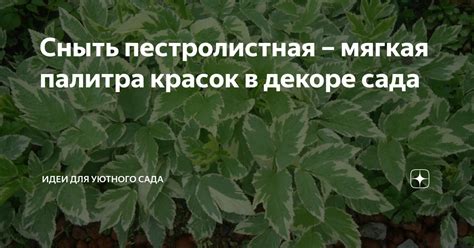 Сныть пестролистная – мягкая палитра красок в декоре сада | Идеи для ...