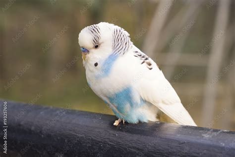 White And Blue Parakeets