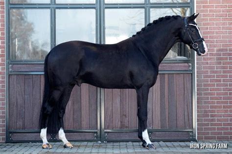 Kaiman - Warmblood Breeding Stallions - Iron Spring Farm