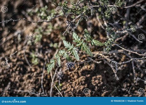 A Plant In The Steppes Royalty-Free Stock Image | CartoonDealer.com ...