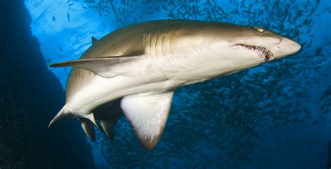 grey nurse shark