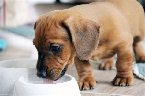 Qu Darle De Comer A Un Cachorro De Meses Consejos De Expertos