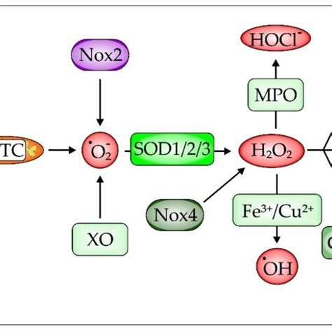 Reactive Oxygen Species Ros And Ros Generating And Scavenging