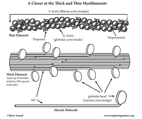 Muscle Myofilaments (Thick and Thin) (Advanced)