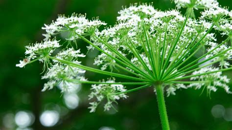 Angelica Sinensis Benefits 10 Health Benefits Of Angelica Sinensis