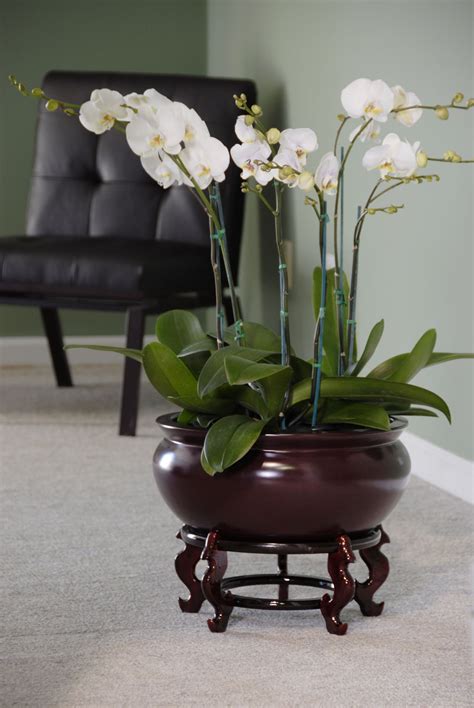 Gorgeous grouping of Moth Orchids in a beautiful fiberglass planter