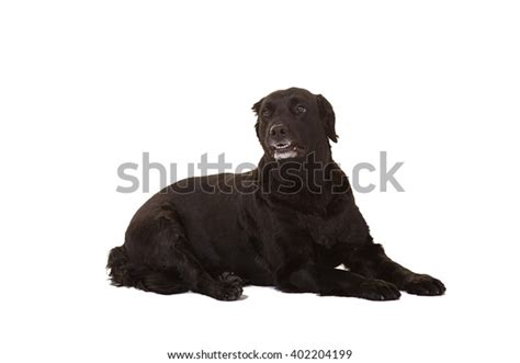 Portrait Black Dog Stock Photo 402204199 Shutterstock