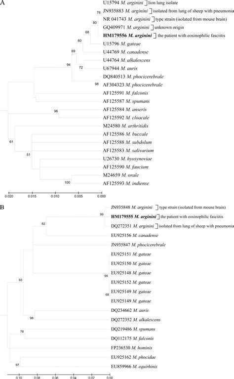 Dendrograms Showing Phylogenetic Relationships Based On Nucleotide