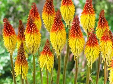 Книфофия гибридная/Kniphofia hybrid - Красивоцветущие и декоративно ...
