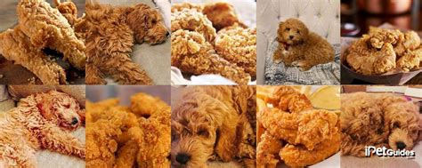 11 Dogs That Looks Like Fried Chicken Or Nugget
