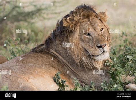 Male Lion Resting Stock Photo Alamy