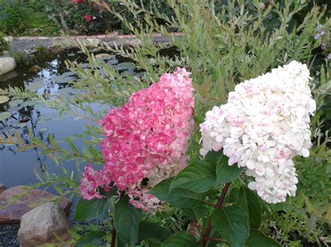 Ванила Фрайз метельчатые гортензии (75 фото) - фото - картинки и ...