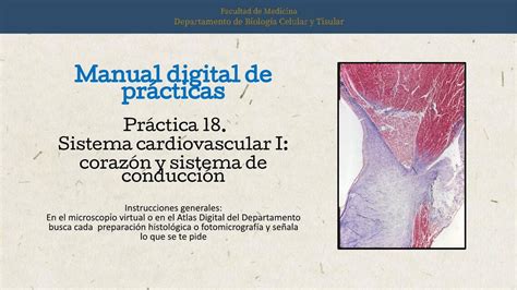 Pr Ctica Sistema Cardiovascular I Coraz N Y Sistema De Conducci N