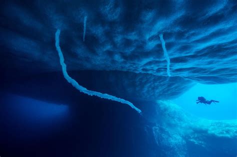 Discovery Of Life Beneath Antarcticas Ice Shelves — Mercopress