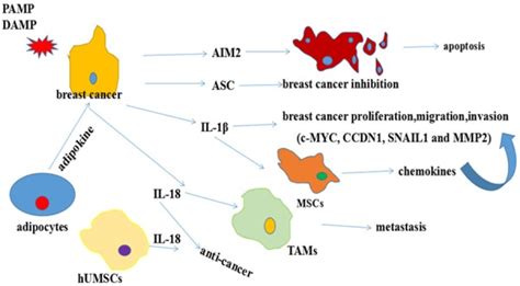 The Contrasting Roles Of Inflammasomes In Cancer Abstract Europe Pmc