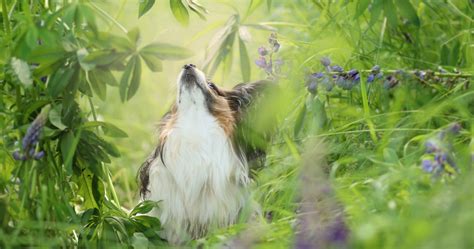 Papillon Hd Wallpapers