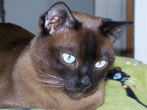 Темный окрас тонкинской кошки - обои для рабочего стола, картинки, фото