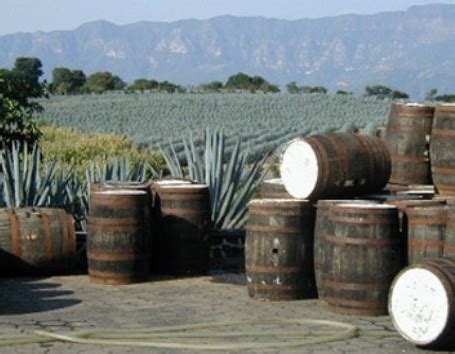 Текила (tequila)