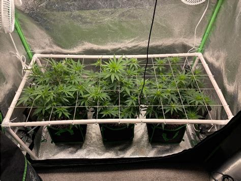 Scrog Grow: Scrogging Tutorial - IndoGrow