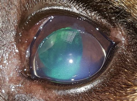 Lens Luxation Pet Owners Eye Vet