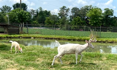 skin  white  snow leucistic deer wildlife leadership academy