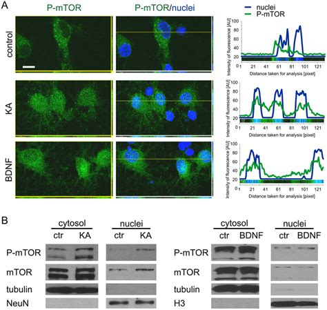 Kainic Acid Induces The Nuclear Presence Of P MTOR And Total MTOR In