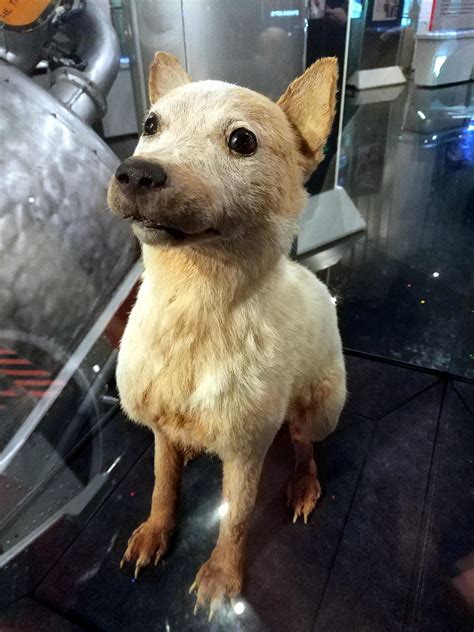 belka store norske leksikon